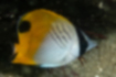 Picture of Threadfin butterflyfish1｜Black parallel lines run through the body.