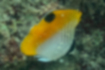 Picture of Threadfin butterflyfish3｜There is a spot behind the dorsal fin.