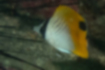 Picture of Threadfin butterflyfish4｜It's the black band that goes through the eye.