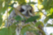 Picture of Long-eared Owl1｜t looked at me from between the branches.