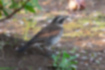 Picture of Natumann's Thrush3｜It's also walking in the park.