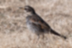 Picture of Natumann's Thrush5｜Seen from the side, it has a round belly.