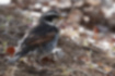 Picture of Natumann's Thrush6｜It's on earthy ground.