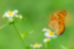 ツマグロヒョウモンの写真2｜ヒメジョオンの花にとまりました。
