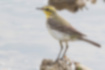Picture of Yellow wagtail1｜Yellow eyebrows and greenish gray upper surface.
