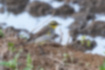 Picture of Yellow wagtail2｜It has winter plumage and the belly is light colored.