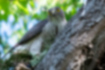 Picture of Japanese Sparrowhawk2｜Female guarding the nest.
