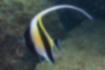 Picture of Moorish idol1｜A long white dorsal fin is characteristic.