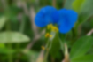 Picture of Asiatic dayflower1｜Blue petals and yellow stamens.