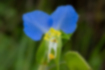 Picture of Asiatic dayflower3｜There is a third petal.