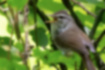 Picture of Japanese Bush Warbler1｜The back has a dull olive color.