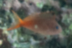 Picture of Swallowtail hawkfish1｜The caudal fin is arched.