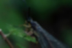 ウスバカゲロウの写真3｜頭部には長い触覚を持ちます。