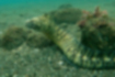 ウツボの写真2｜背鰭から尾鰭までが繋がっています。