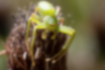 ワカバグモの写真3｜褐色の複眼は「W」の形をしています。