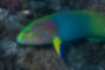 Picture of Yellow-brown wrasse2｜There is a shading pattern on the head.
