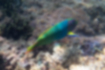 Picture of Yellow-brown wrasse3｜Swimming on a coral reef.