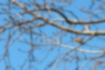 Picture of Varied Tit2｜It was perched on a nearby tree.