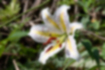 Picture of gold-banded lily1｜A yellow line enters the white petals.