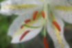 Picture of gold-banded lily2｜Red anthers.