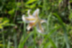Picture of gold-banded lily3｜It was blooming on the slope.
