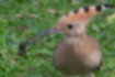Picture of Eurasian Hoopoe3｜It caught prey with its long beak.