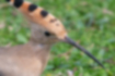 Picture of Eurasian Hoopoe4｜There is an impression like a herbivore somewhere.