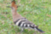 Picture of Eurasian Hoopoe6｜The back is striped.