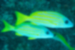 Picture of Bluestripe snapper1｜There were two.