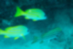 Picture of Bluestripe snapper3｜Swimming near the bottom.