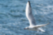 Picture of Black-headed Gull1｜The tips of flight feathers are black.