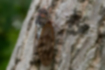 Large Brown Cicada