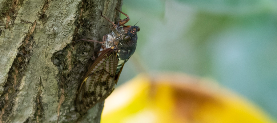 Picture of Large Brown Cicada