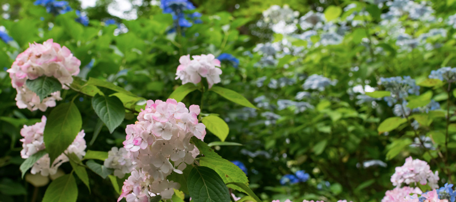 Picture of Hydrangea