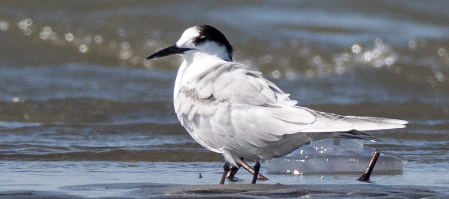 Picture of Common Tern