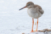 Common Redshank