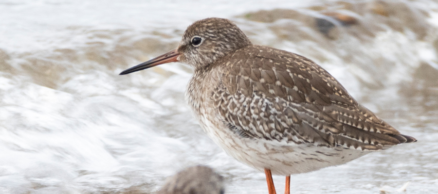 Picture of Common Redshank