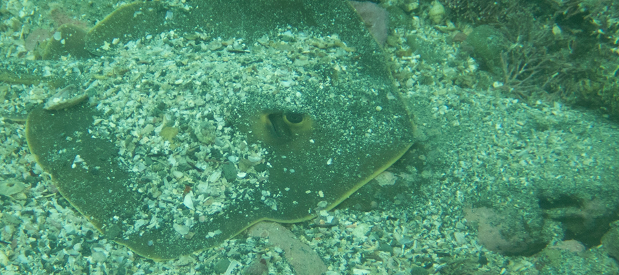 Picture of Red stingray