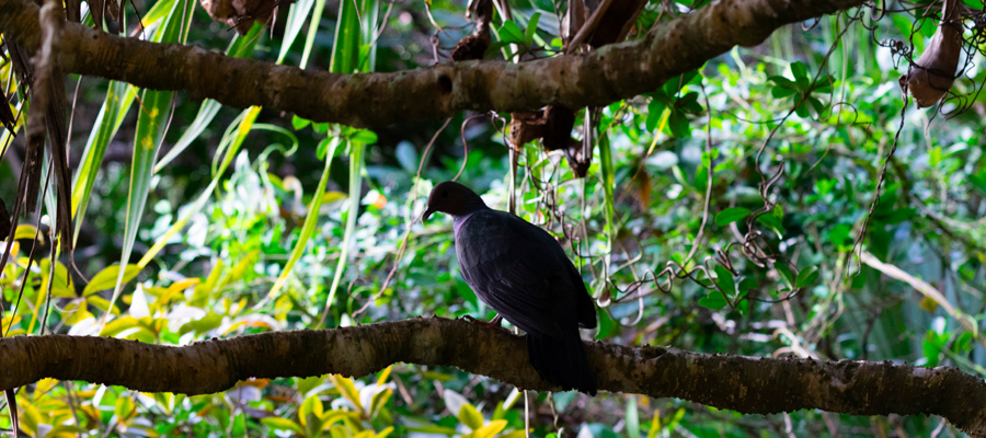 Picture of Japanese Wood Pigeon