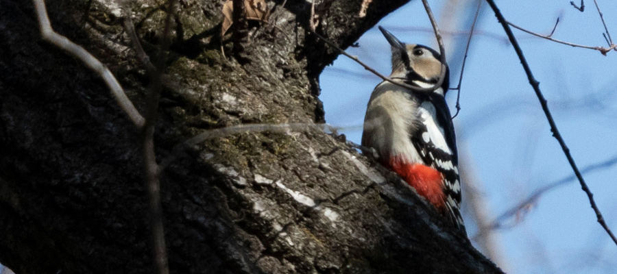 Picture of Great Spotted Woodpecker