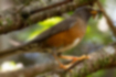 Brown-headed thrush