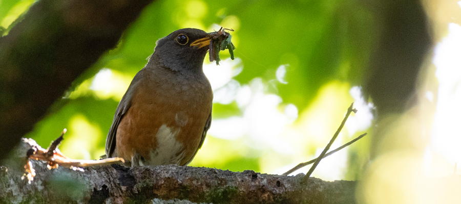 Picture of Brown-headed thrush