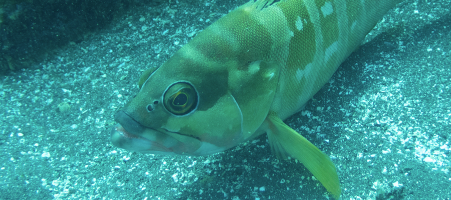 Picture of Blacktip grouper