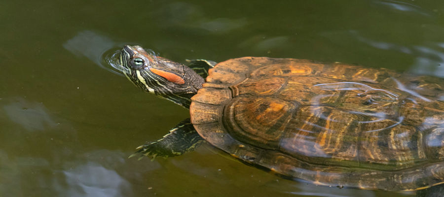 Picture of Common slider