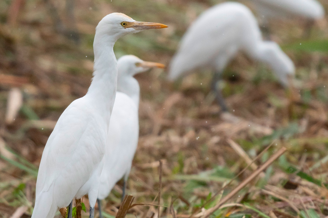 アマサギの特徴 分布 生態 写真をご紹介します 目に見えるいきもの図鑑