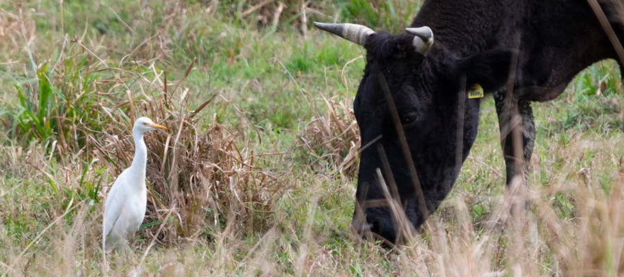 Picture of Cattle Egret