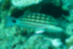 Checkered snapper