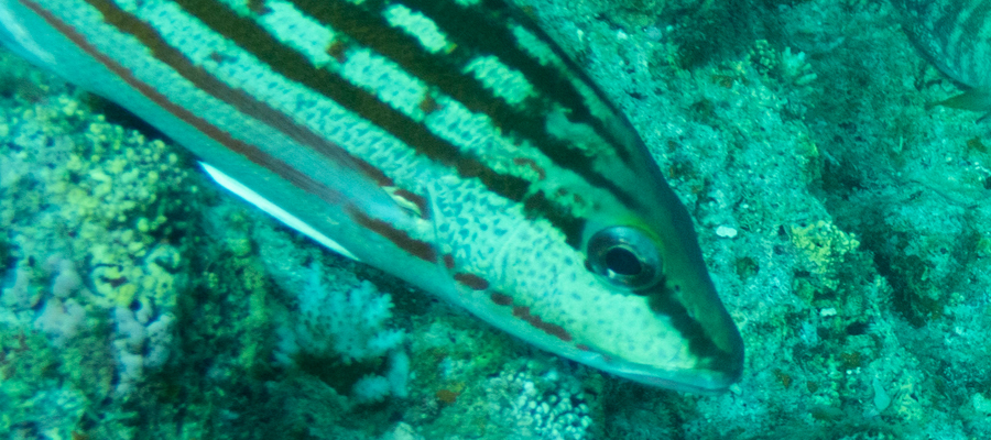 Picture of Checkered snapper