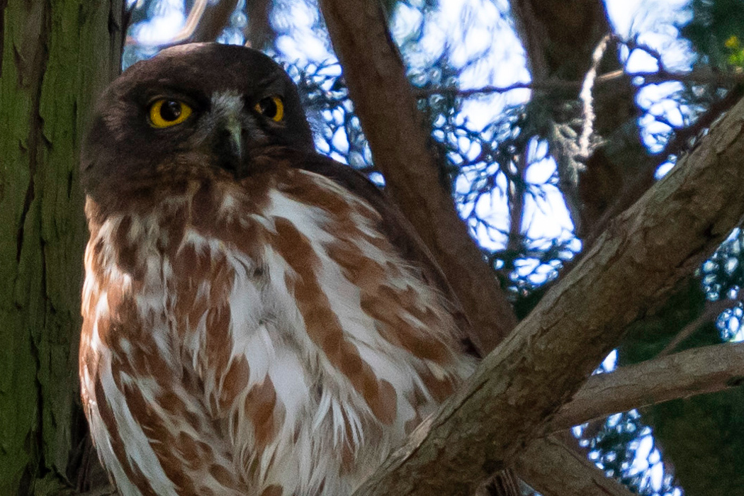 アオバズクの特徴 分布 生態 写真をご紹介します 目に見えるいきもの図鑑