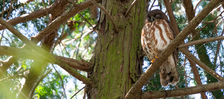 Picture of Brown Hawk-Owl